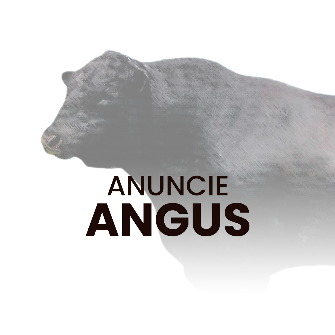 Anuncie gado da raça Aberdeen Angus no canal do WhatsApp no Negócio Gado