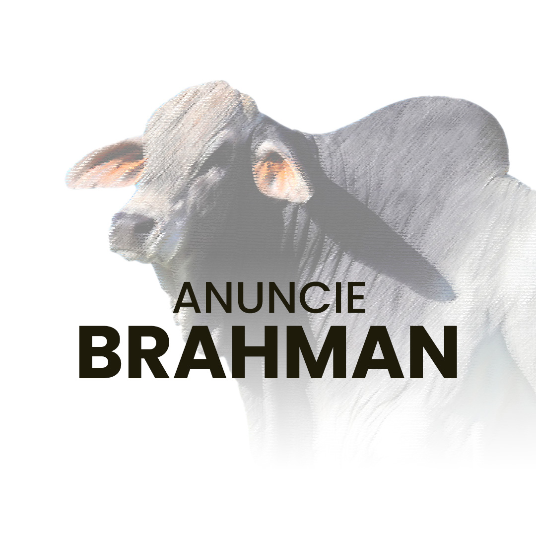 Anuncie gado da raça Brahman no canal do WhatsApp no Negócio Gado