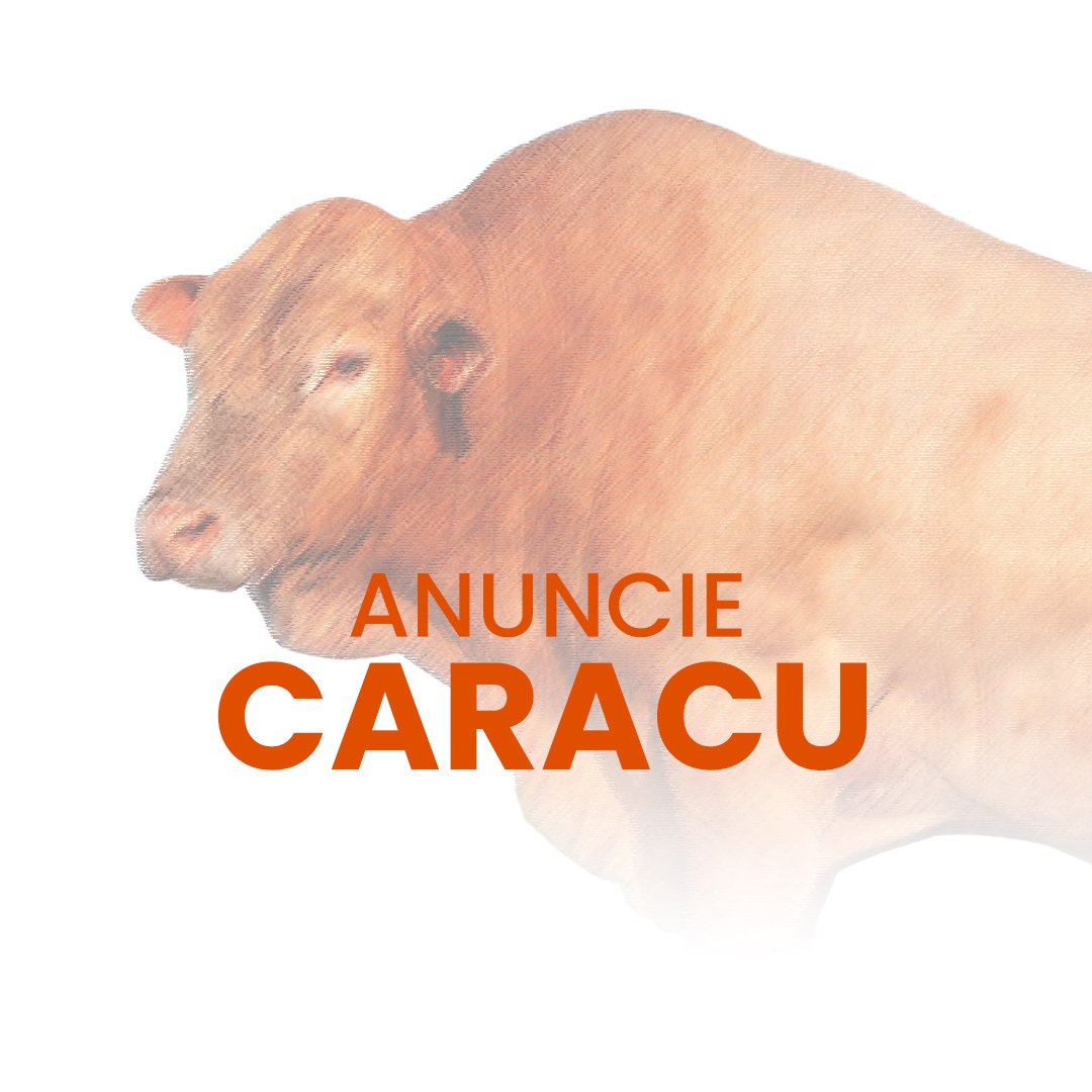 Anuncie gado da raça Caracu no canal do WhatsApp no Negócio Gado