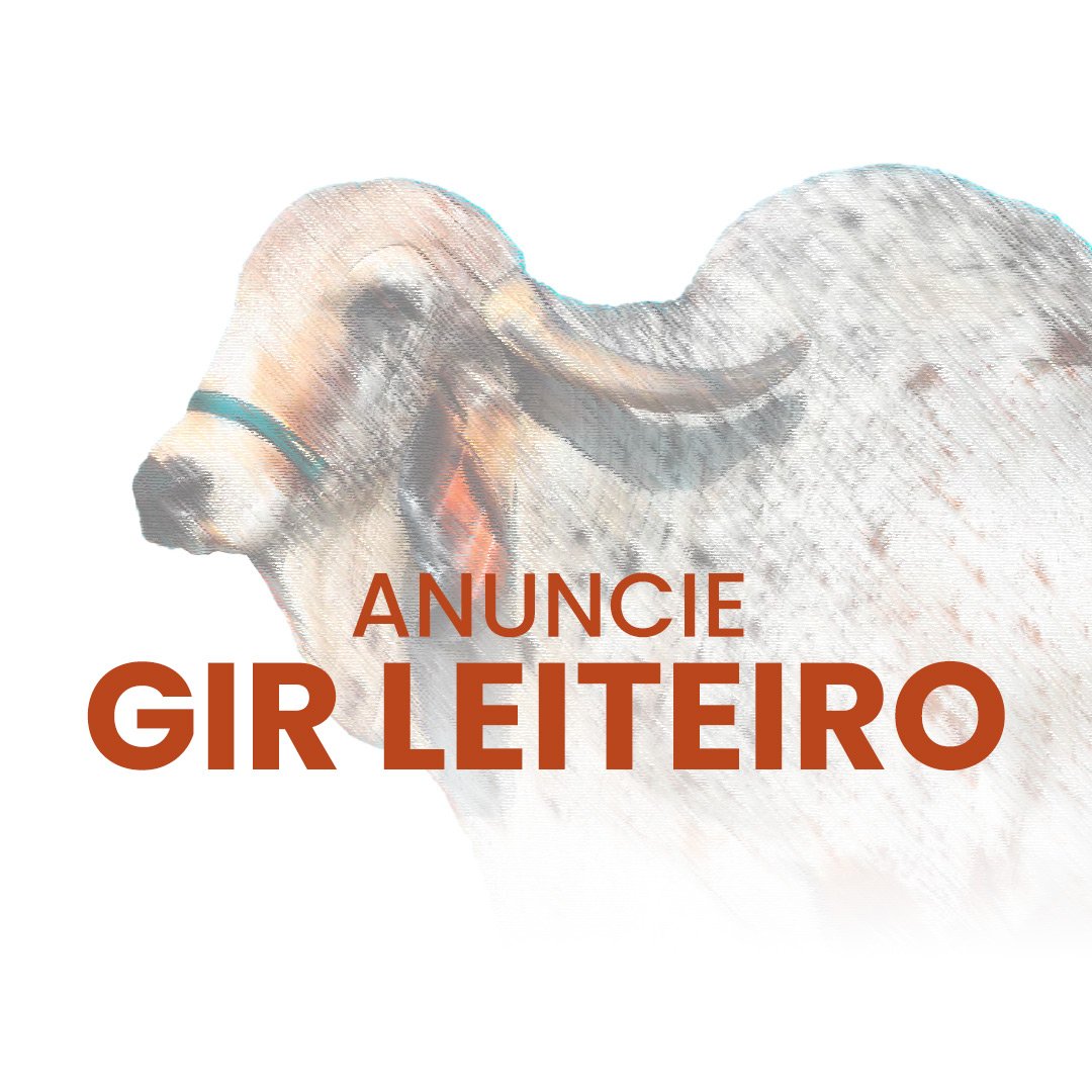 Anuncie gado da raça Gir Leiteiro no canal do WhatsApp no Negócio Gado