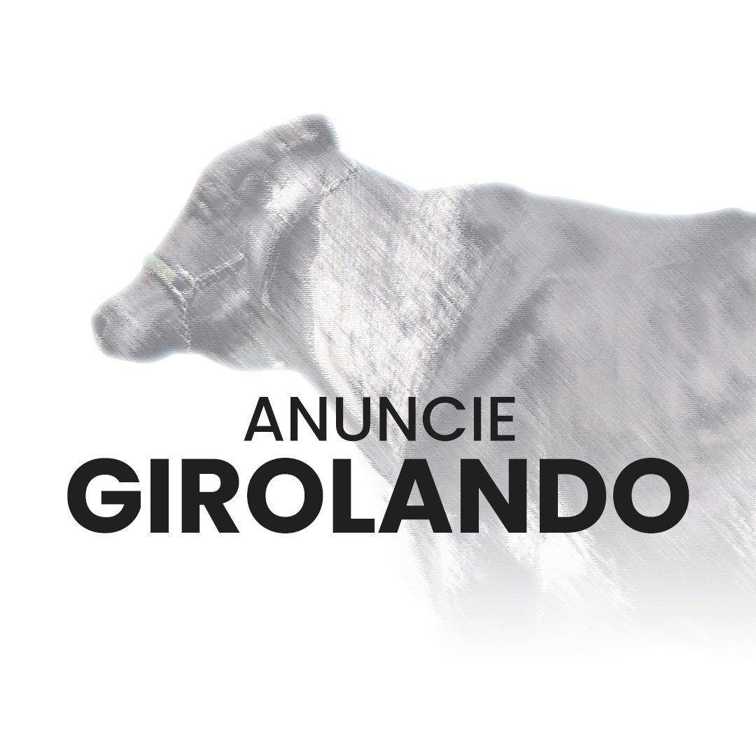 Anuncie gado da raça Girolando no canal do WhatsApp no Negócio Gado