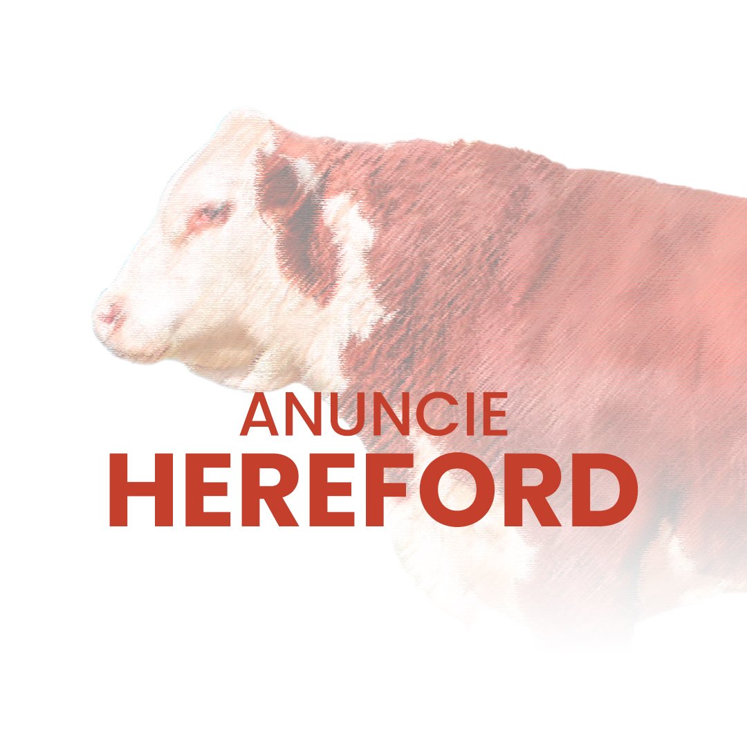Anuncie gado da raça Hereford no canal do WhatsApp no Negócio Gado