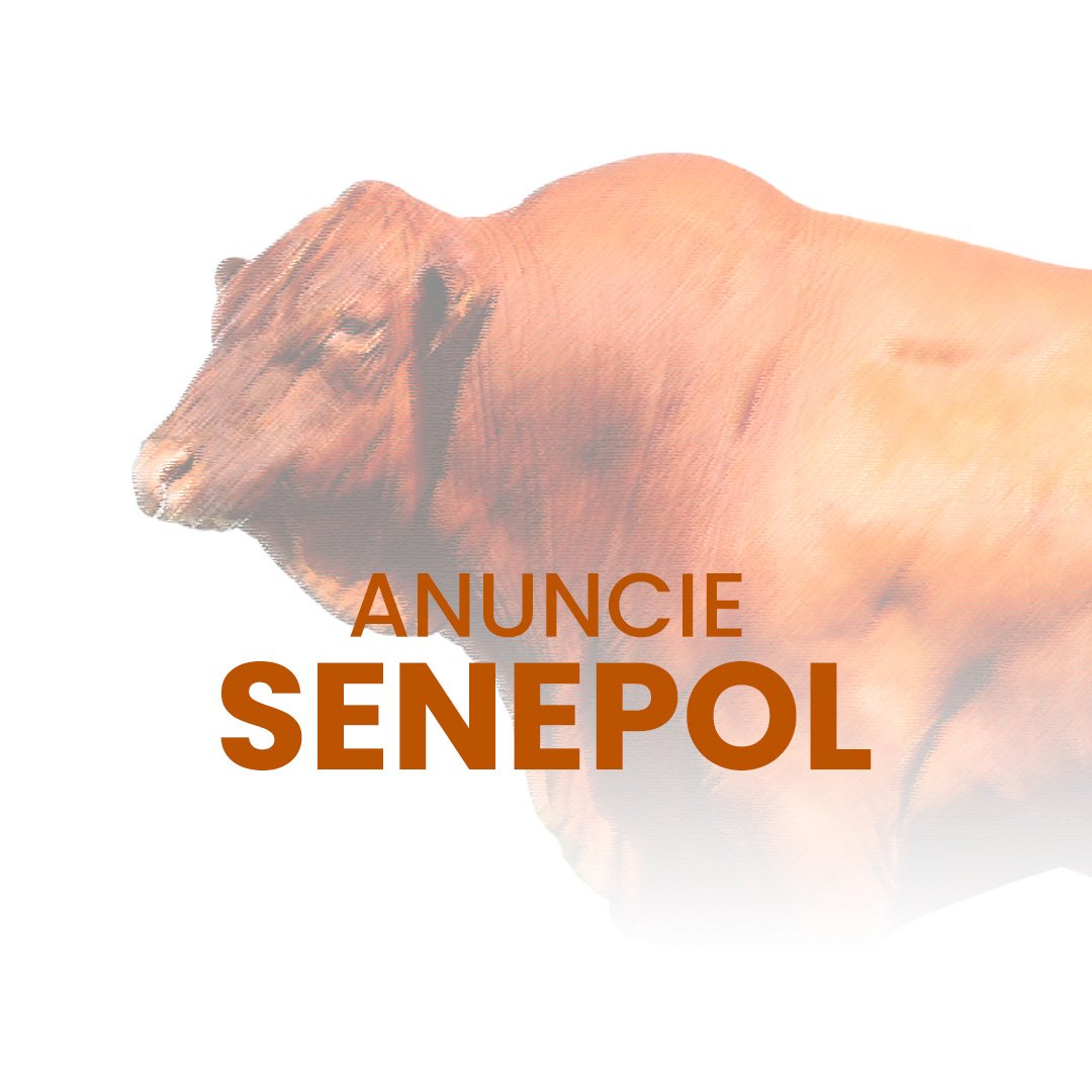 Anuncie gado da raça Senepol no canal do WhatsApp no Negócio Gado