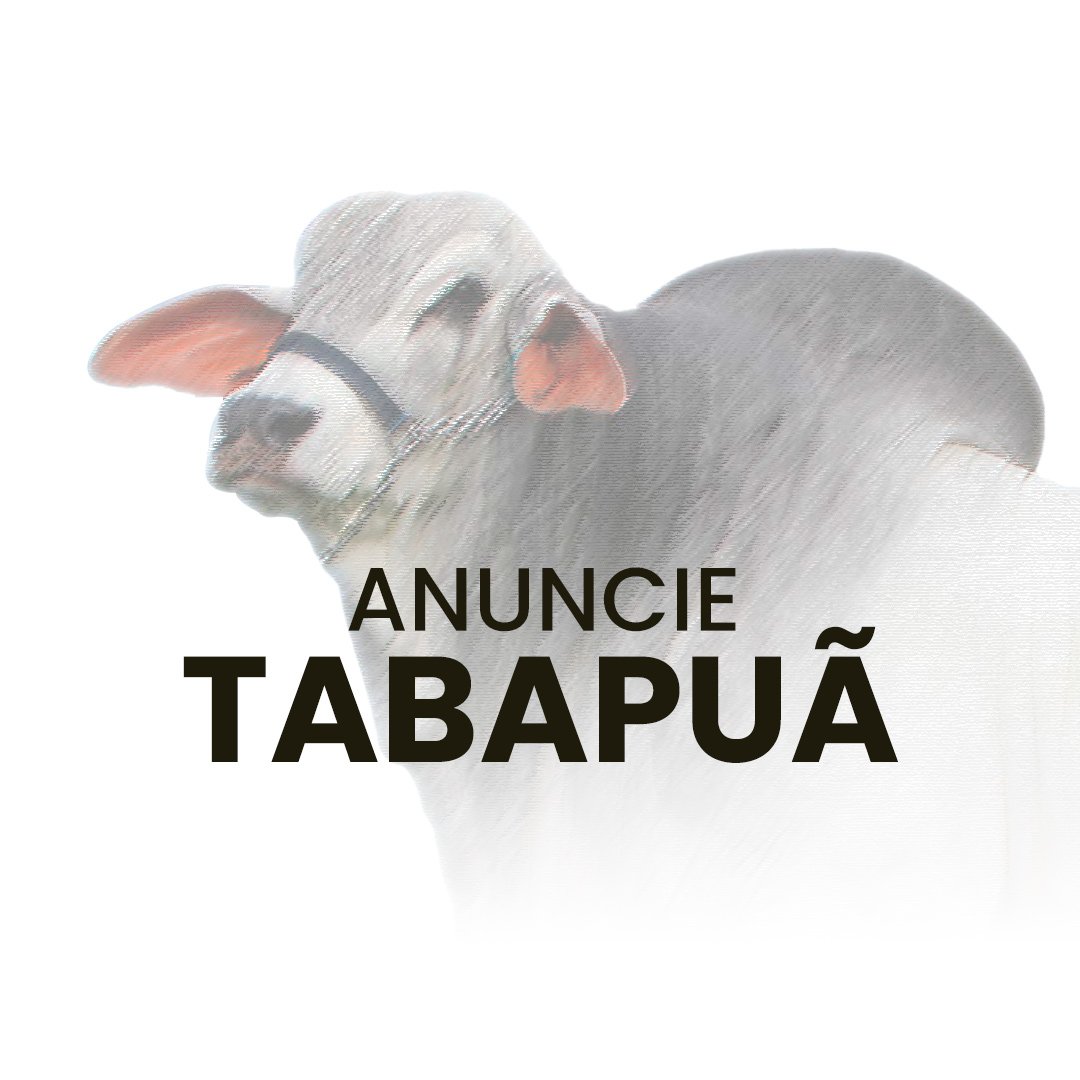 Anuncie gado da raça Tabapuã no canal do WhatsApp no Negócio Gado