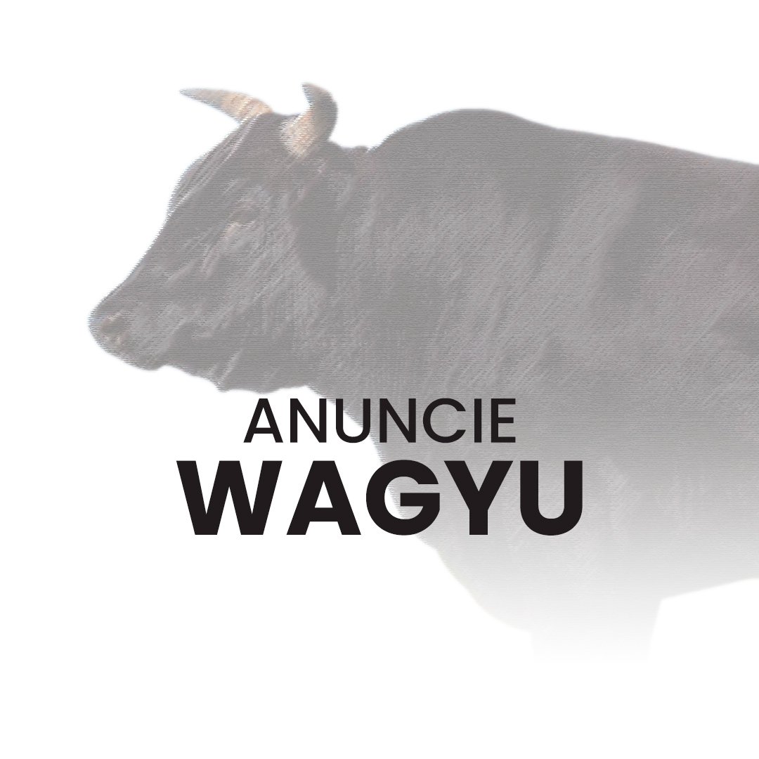 Anuncie gado da raça Wagyu no canal do WhatsApp no Negócio Gado