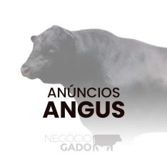 Compra e venda de gado Aberdeen Angus no canal do WhatsApp do Negócio Gado
