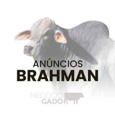 Compra e venda de gado Brahman no canal do WhatsApp do Negócio Gado