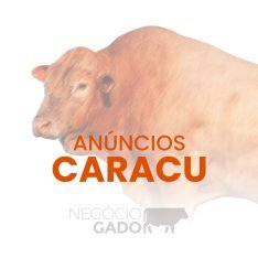 Compra e venda de gado Caracu no canal do WhatsApp do Negócio Gado