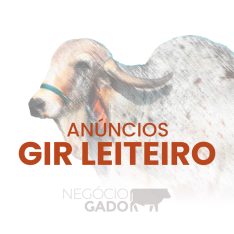 Compra e venda de gado Gir Leiteiro no canal do WhatsApp do Negócio Gado