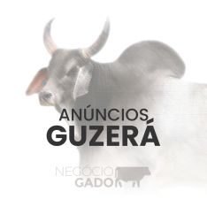 Compra e venda de gado Guzerá no canal do WhatsApp do Negócio Gado