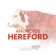 Compra e venda de gado Hereford no canal do WhatsApp do Negócio Gado