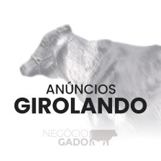 Compra e venda de gado Girolando no canal do WhatsApp do Negócio Gado