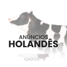 Compra e venda de gado da raça Holandesa no canal do WhatsApp do Negócio Gado