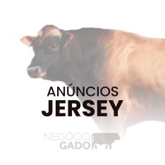 Compra e venda de gado Jersey no canal do WhatsApp do Negócio Gado
