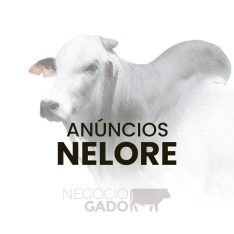 Compra e venda de gado Nelore no canal do WhatsApp do Negócio Gado