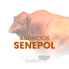 Anuncie no grupo de WhatsApp de compra e venda de gado de corte Senepol