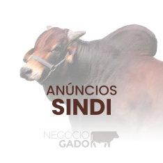 Compra e venda de gado Sindi no canal do WhatsApp do Negócio Gado