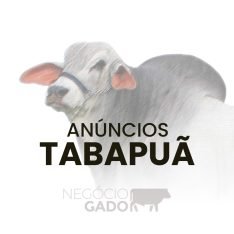 Compra e venda de gado Tabapuã no canal do WhatsApp do Negócio Gado