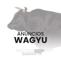 Compra e venda de gado Wagyu no canal do WhatsApp do Negócio Gado
