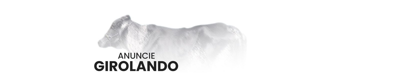 Anuncie gado da raça Girolando no canal do WhatsApp no Negócio Gado